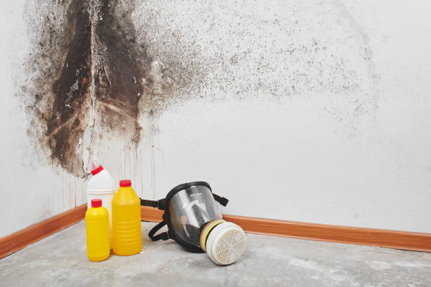 Best Affordable Mold Removal  in Raleigh, NC