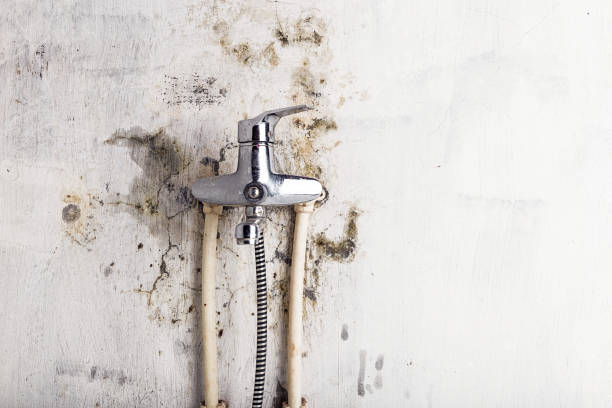 Best Fast Mold Removal  in Raleigh, NC