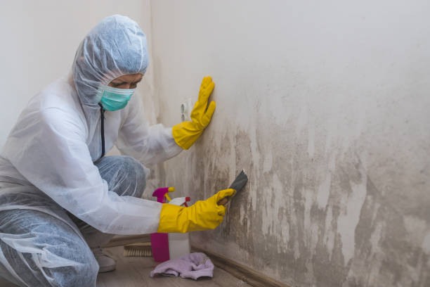 Best Mold Remediation  in Raleigh, NC
