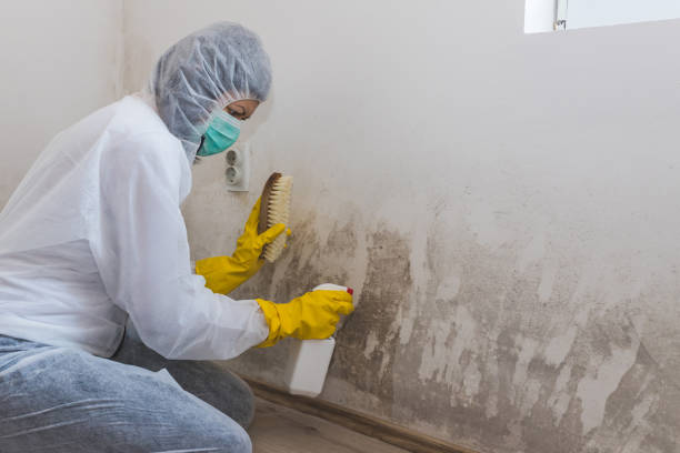 Best Mold Inspection  in Raleigh, NC