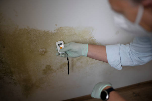 Mold Removal Process in Raleigh, NC